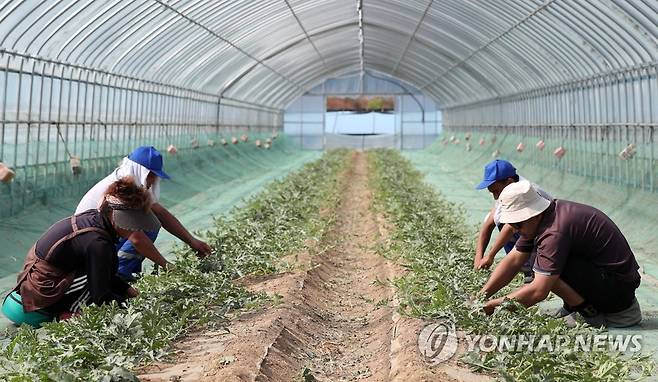 영농철 일손 돕는 외국인 계절근로자 [연합뉴스 자료사진]