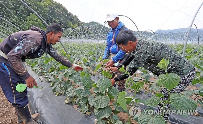 화천 농가서 일하는 계절근로자 [연합뉴스 자료사진]