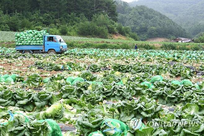 지난 13일 강원 평창군 진부면 호명리 준고랭지 배추밭에서 여름 배추 출하 작업이 벌어지고 있다. [연합뉴스 자료사진. 재판매 및 DB 금지]