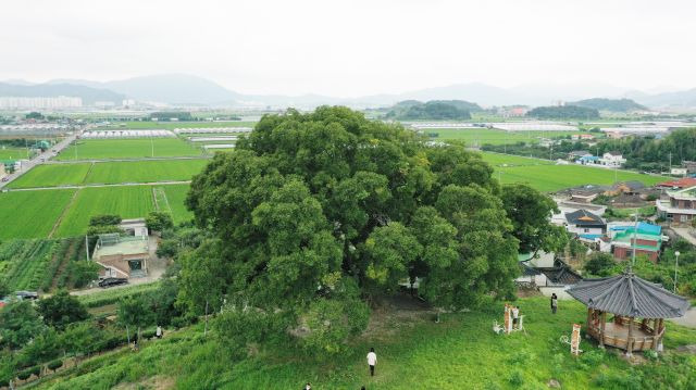 문화재청이 최근 드라마 '이상한 변호사 우영우'에 나온 창원 북부리 팽나무의 문화재적 가치를 판단하기 위해 천연기념물 지정조사에 나선다고 25일 밝혔다. 사진은 창원 북부리 팽나무 모습. 문화재청 제공