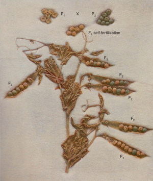 멘델은 콩 모양과 색깔을 분석해 독립의 법칙을 알아냈다. 둘은 모체에 열린 씨앗을 보고 형질을 파악할 수 있기 때문에 식물체를 키워야 알 수 있는 다른 형질들에 비해 손이 훨씬 덜 든다. 주름진 노란 콩(P1)과 둥근 녹색 콩(P2)을 교배해 얻은 1세대 잡종(F1)은 모두 둥근 노란 콩이다. 이를 자가수분해 달린 콩깍지를 열어보면 다음 세대(F2)의 형질 분포를 알 수 있다. 분석 결과 둥근 노란 콩과 주름진 노란 콩, 둥근 녹색 콩, 주름진 녹색 콩이 9:3:3:1의 비율로 나왔다. ‘네이처 유전학’ 제공