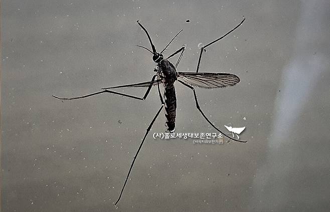 우리나라에서 피를 빠는 모기 중 가장 큰 것으로 알려진 큰검정들모기. 덩치가 큰 만큼 흡혈량도 많고 더 고통스럽다. 이강운 홀로세생태보존연구소장
