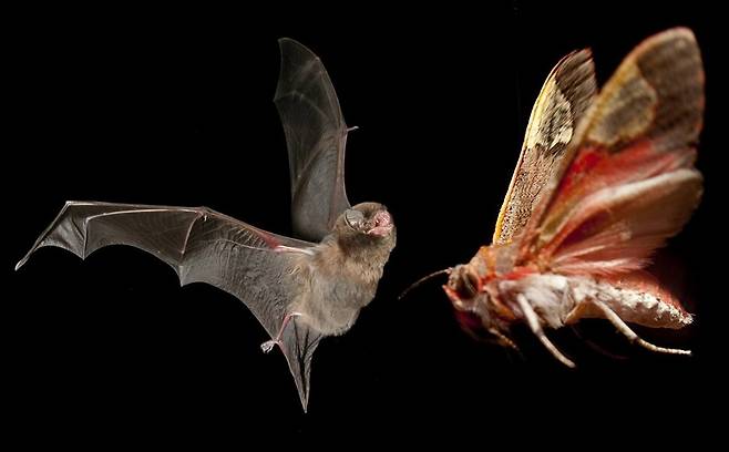 박쥐의 신무기인 초음파와 이에 대항해 나방이 진화시킨 방해전파의 군비경쟁은 수천만년 동안 계속됐다. 오른쪽은 교란 초음파를 내는 불나방의 일종이다. 위키미디어 코먼스 제공.
