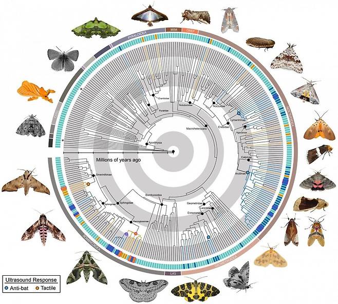 박쥐의 초음파를 들려주었을 때 대항 초음파를 내는 나방. 파랑은 소리만 들려주었을 때, 주황은 손으로 만졌을 때 반응한 종이다. 길이 1㎝ 이상인 나방 252개 속 가운데 52개 속에서 경계 초음파가 관측됐다. 바버 외 (2022) PNAS 제공.
