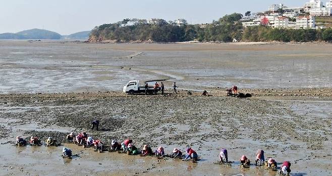 충남 태안군 고남면 고남리 가경주 앞 갯벌에서 어민들이 줄지어 바지락을 캐고 있다. 연합뉴스