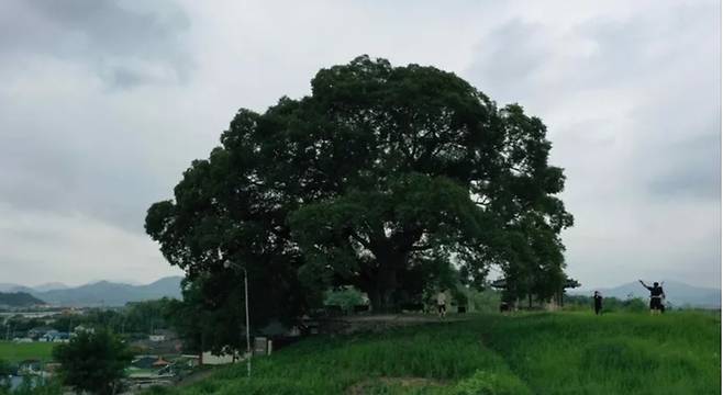 드라마 <이상한 변호사 우영우>에 나오는 팽나무. 경남 창원시 의창구 대산면 북부리에 있는 보호수다. 문화재청 제공