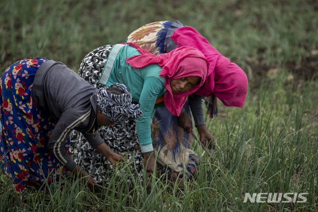 [메켈레=AP/뉴시스] 2021년 5월 에티오피아 북부 티그라이 지역의 메켈레 남쪽 한 양파밭에서 여성들이 흙을 뒤집고 잡초를 제거하는 작업을 하고 있다. 2021.05.13.