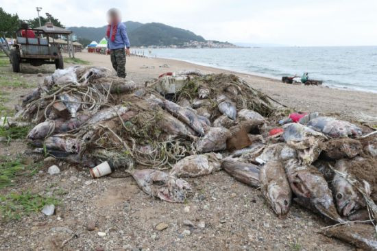 28일 경북 영덕군 남정면 장사리 해변에 죽은 참치가 쌓여 있다. 사진=연합뉴스