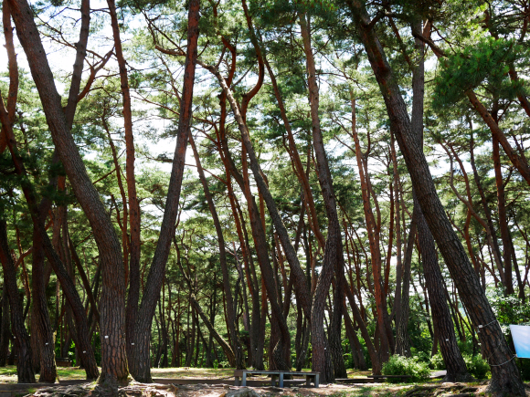 조선 비운의 임금 단종이 귀양살이했던 영월 청령포의 솔숲.
