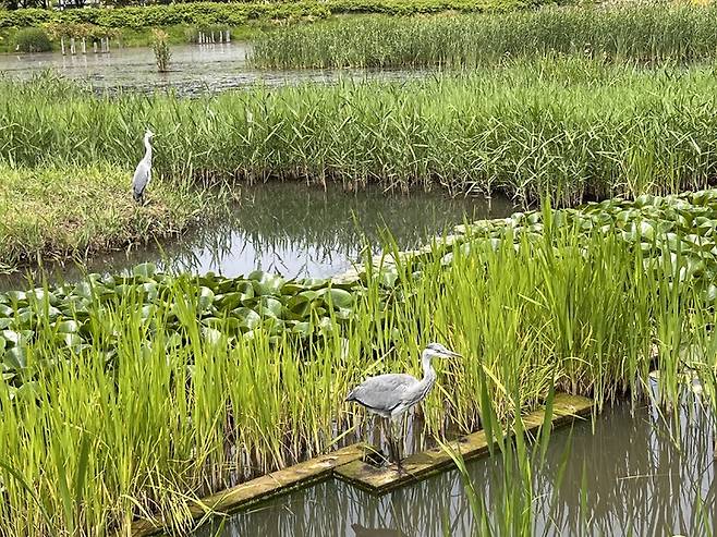 [서울=뉴시스]왜가리 새끼.