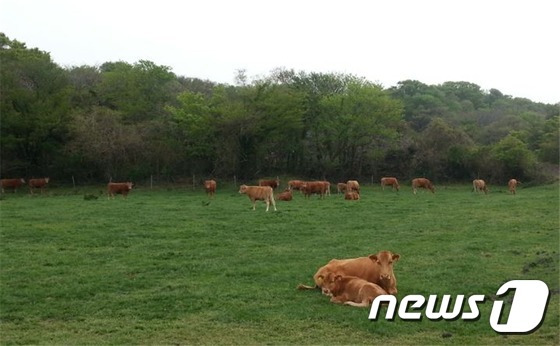 제주마을공동목장. ⓒ News1