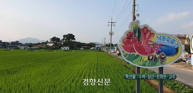 지난 26일 경남 창원 동부마을 입구에서 바라본 팽나무. 김정훈 기자