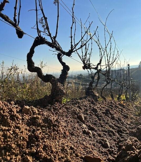 메종 장 로롱 올드바인