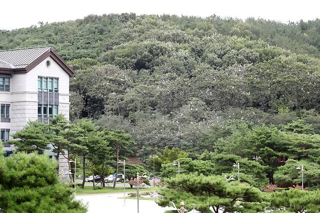 경주 동국대 와이즈캠퍼스 주변 야산에 자리 잡은 백로떼 [촬영 손대성]