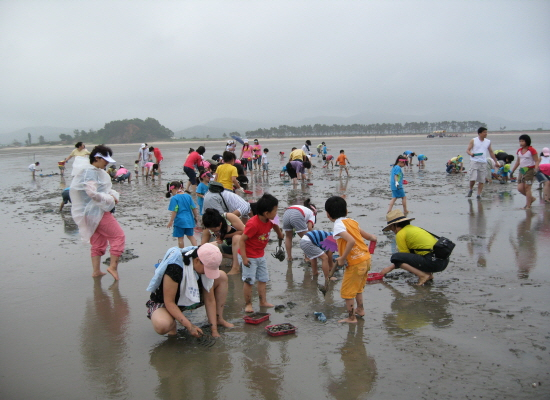 ▲고창 갯벌축제(2019년 자료사진_조개캐기) ⓒ고창군