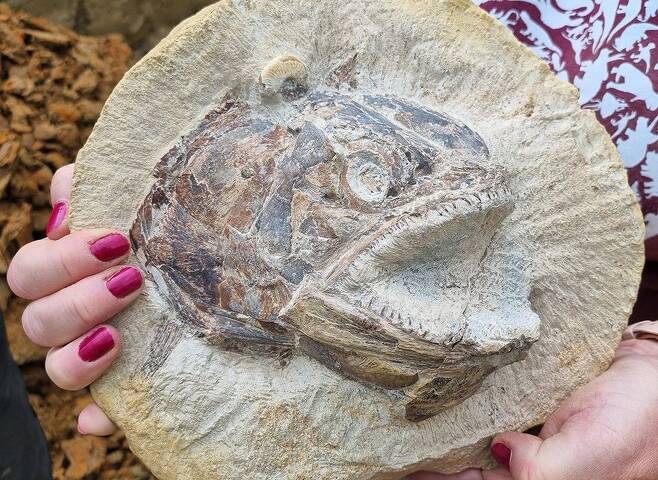 영국 글로스터셔 킹스 스탠리의 한 농장에서 발견된 파키코무스(Pachycormus)의 화석