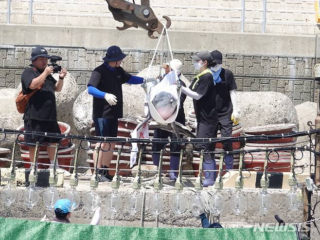 [제주=뉴시스] 오영재 기자 = 4일 오전 제주 서귀포시 대정읍 신도포구에서 도내 마지막 남은 남방큰돌고래 '비봉이'가 방류되고 있다. 비봉이는 지난 2005년 한림읍 앞바다에서 포획돼 17년동안 수족관에서 돌고래쇼를 했다. 2022.08.04. oyj4343@newsis.com