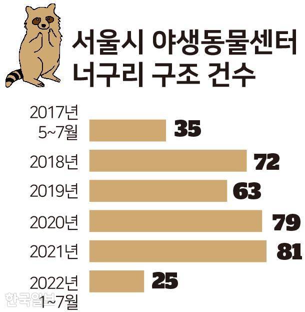 서울 너구리 구조건수. 그래픽=박구원 기자