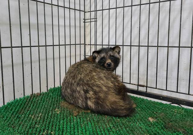 서울시야생동물보호센터에서 구조, 치료 중인 암컷 야생 너구리. 지난달 서울 강서구 마곡나루역 인근에서 탈진한 상태로 발견됐다. 서울시야생동물보호센터 제공