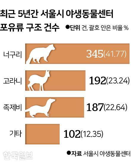 서울시 야생동물센터 포유류 구조 건수. 그래픽=신동준 기자