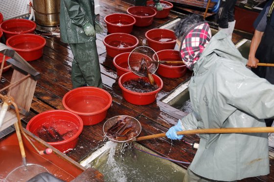 충남 태안 신진도항에서 오징어잡이 어선들이 수확한 오징어를 배에서 내리고 있다. [사진 태안군]