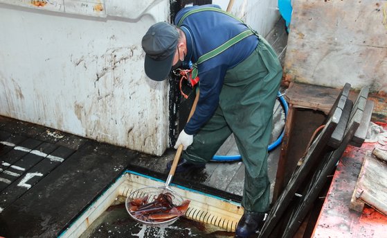 충남 태안 신진도항에서 오징어잡이 어선들이 수확한 오징어를 배에서 내리고 있다. [사진 태안군]