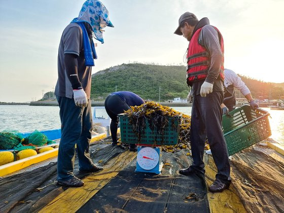 전남 진도군 서거차도 주민들이 지난달 28일 공동으로 채취한 돌미역을 공평하게 나누기 위해 저울 눈금을 꼼꼼히 살피고 있다. 프리랜서 장정필