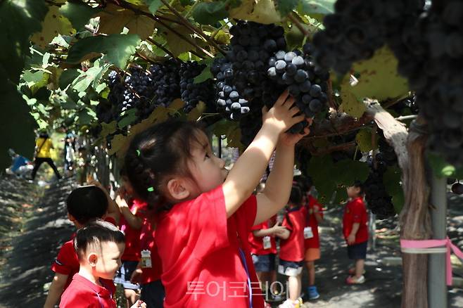 영동포도축제 포도따기 체험