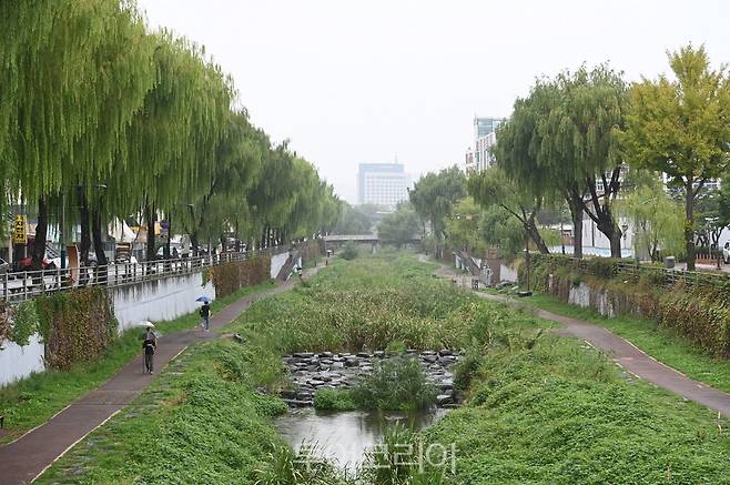 수원천 제방으로 줄지어 늘어선 버드나무.