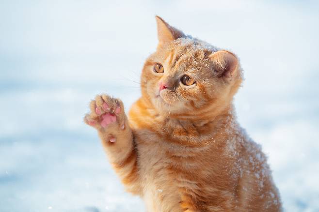 ‘분홍 젤리’라고 표현되는 고양이의 발바닥은 애묘인들이 귀여워하는 부분이다. 그러나 고양이에게 발바닥은 체온 조절기능뿐 아니라 여러 신경 수용기가 밀집한 민감한 신체 기관이다. 게티이미지뱅크