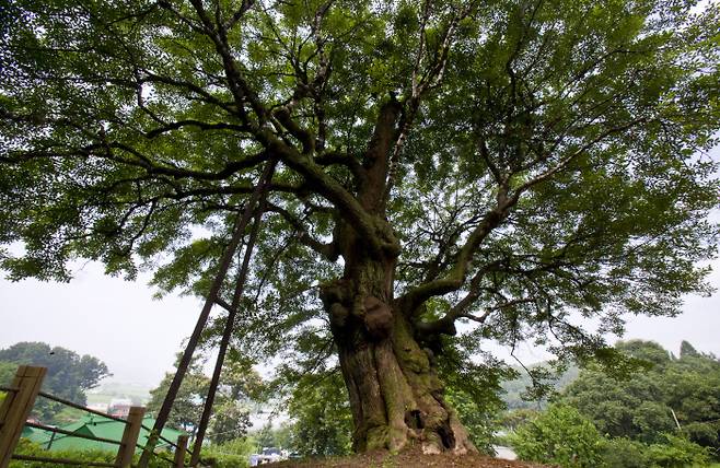 화성 전곡리 물푸레나무