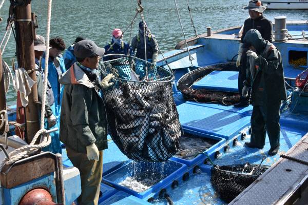 정부가 추석을 앞두고 선원 임금 체불 실태 점검에 들어간다. 사진은 조업 중인 선원들. 국제신문DB