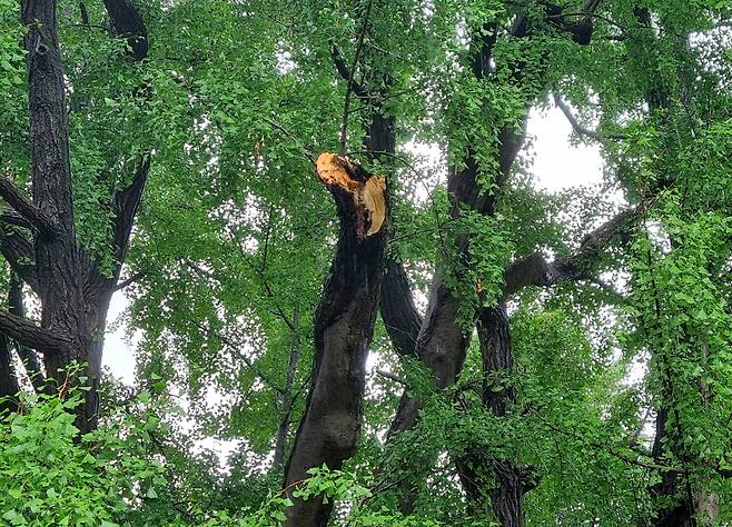 8~9일 강풍을 동반한 게릴라성 집중호우로 큰 가지가 부러진 630살 성균관(문묘) 은행나무