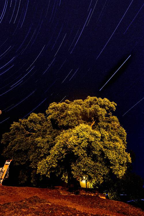 드라마 ‘이상한 변호사 우영우’에 등장해 ‘스타’가 된 경남 창원시 의창구 북면 동부마을 ‘소덕동 팽나무’ 위로 별이 쏟아지고 있다. 팽나무가 자리한 독뫼산에서 보면 남쪽으로는 초록색 대산평야가, 북쪽으로는 낙동강 일대가 시원한 풍경을 펼쳐놓는다.