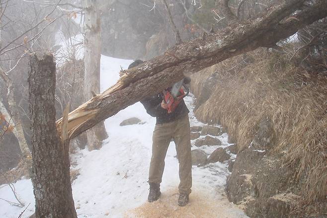 세월과 바람을 견디다 못해 탐방로 위로 쓰러진 나무도 공단 직원이 베어 치운다.