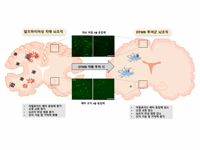 김경태 포항공대 생명과학과 교수 연구팀이 알츠하이머성 치매 치료를 위해 개발한 물질을 뇌 조직에 투여하기 전(왼쪽)과 후(오른쪽) 염증 변화를 비교한 그림. 자료 제공=포항공대