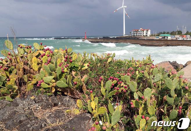 제주도 세계유산본부는 '제주 월령리 선인장 군락 종합 학술조사 용역'을 발주했다고 11일 밝혔다. 제주시 한림읍 월령리 선인장군락에 자생중인 선인장. 2019.11.11/뉴스1 ⓒ News1 오현지 기자