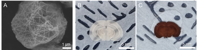 쥐의 뇌 단면을 형틀법으로 합성한 결과. KAIST 신소재공학과 연구팀이 신개념 생체 형틀법을 개발했다. KAIST 제공