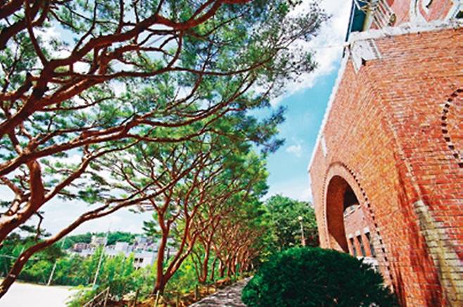 경기상고 본관 건물 앞에 있는 소나무(반송) 군락.