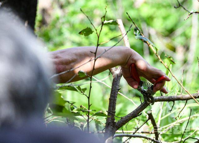 11일 강원도 춘천 소양강댐이 개방한 가운데 한 시민이 공구를 이용해 나뭇가지를 훼손하고 있다.