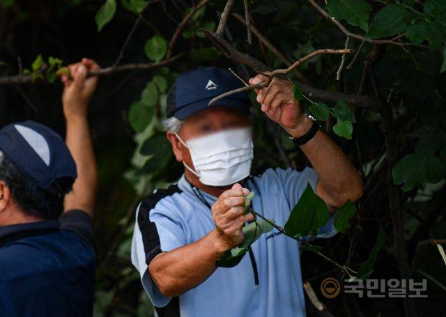 11일 강원도 춘천 소양강댐이 개방한 가운데 한 시민이 나뭇가지를 손으로 꺾고 있다.
