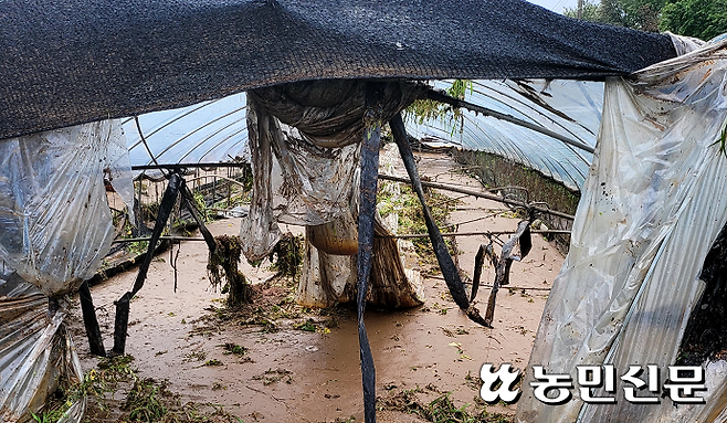 시설하우스가 빗물과 토사로 무너진 모습. 성남=최문희 기자