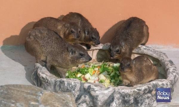 광진구 능동 서울어린이대공원 내 동물원에서 만날 수 있는 바위너구리. ⓒ서울시설공단