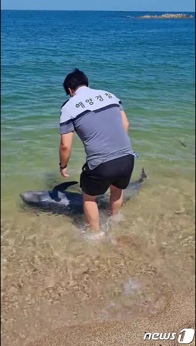 12일 오후 강원 고성 청간해변에 밀려나온 큰머리돌고래를 속초해경 직원이 다시 바다로 보내고 있다.(속초해경 제공) 2022.8.12/뉴스1