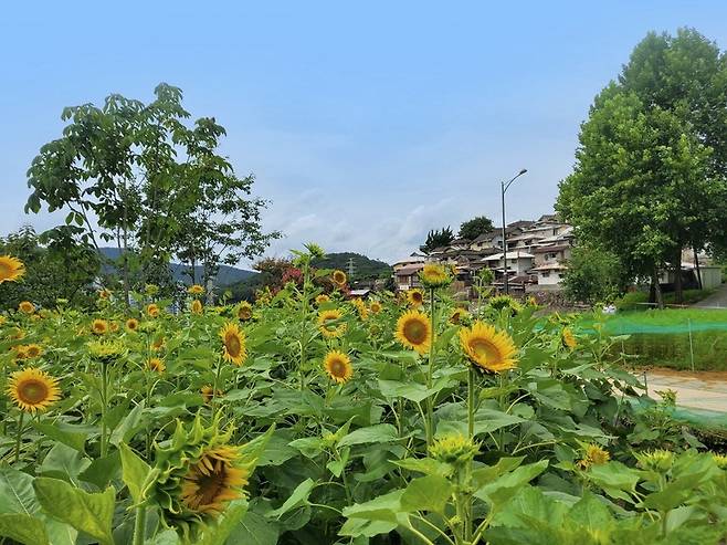 순천드라마촬영장에 핀 해바라기 / 사진=순천시청 제공