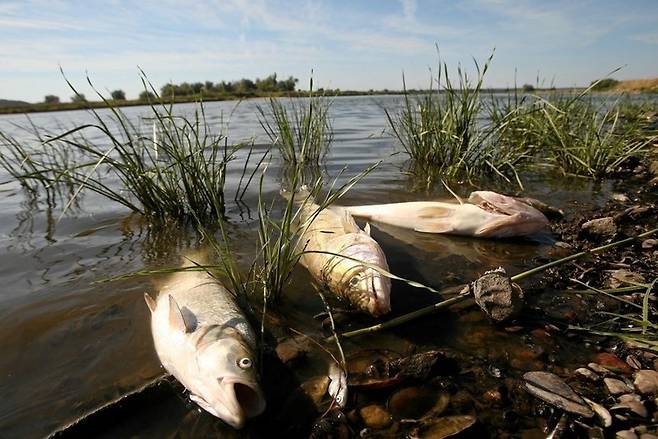 폴란드 오데르강 물고기 집단 폐사 / 사진=연합뉴스