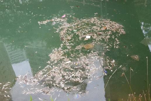 부산 영도구 동삼해수천 물고기 집단 폐사 / 사진 = 부산 영도구 제공