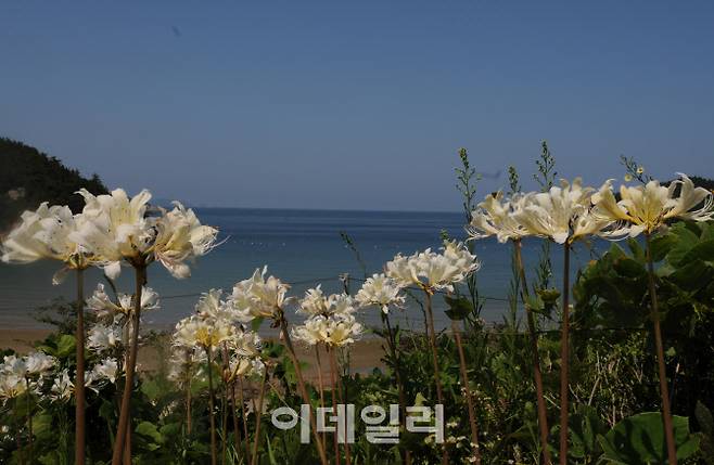 위도상사화(사진=부안군청)