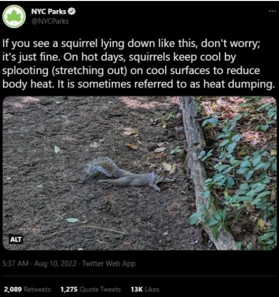 "대자로 뻗은 다람쥐 걱정마세요. 더위 식히는 중"/뉴욕시 공원관리 당국 트위터 캡처
