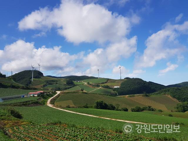 ▲ 꽃처럼 활짝 핀 푸른 배추의 물결, 하얀 풍력발전기, 새파란 하늘 위 구름이 조화를 이루면서 무한한 자연의 아름다움을 선사한다.